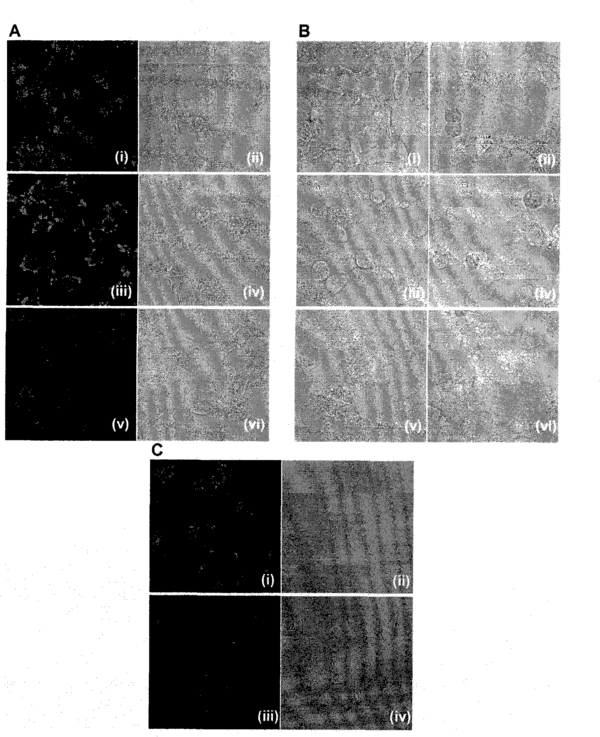 Peptide ligand directed drug delivery