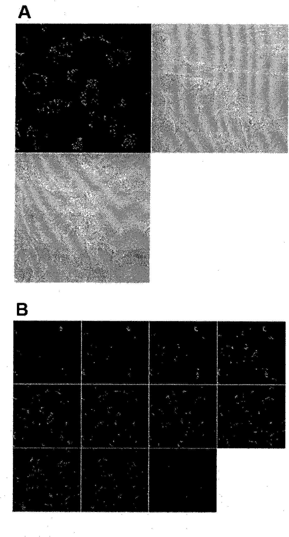 Peptide ligand directed drug delivery