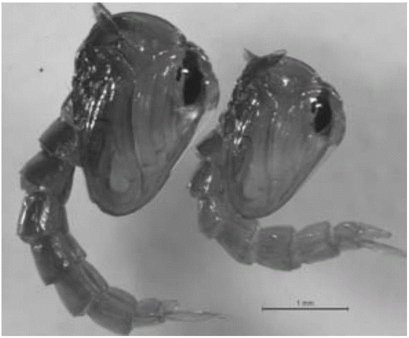 Method for enabling female aedes albopictus affected by Wolbach bacteria to be infertile