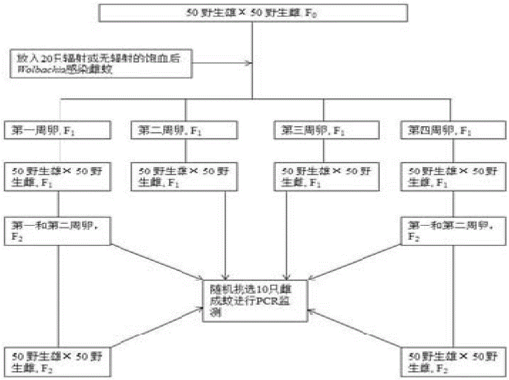 Method for enabling female aedes albopictus affected by Wolbach bacteria to be infertile