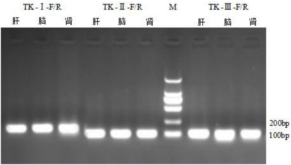 Detection kit and detection method for Cyprinid herpesvirus III