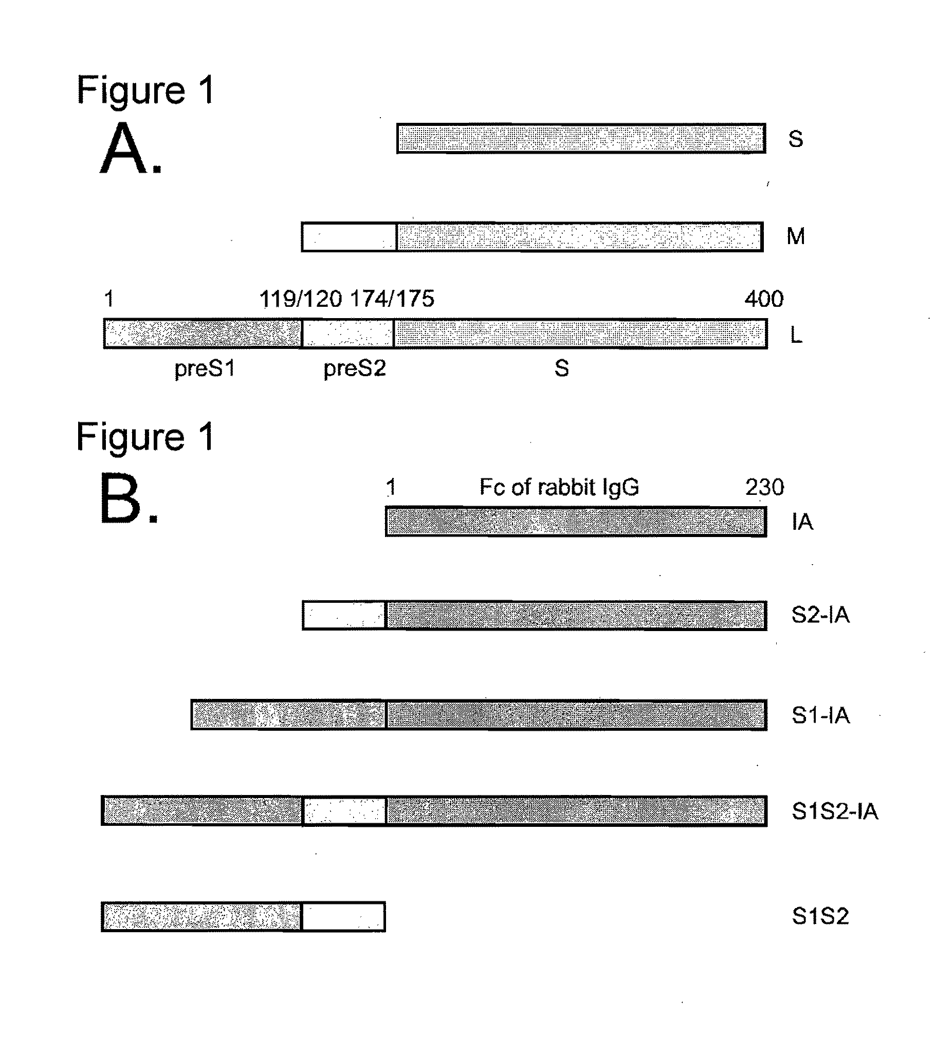 Hepatitis B Virus Compositions and Methods of Use