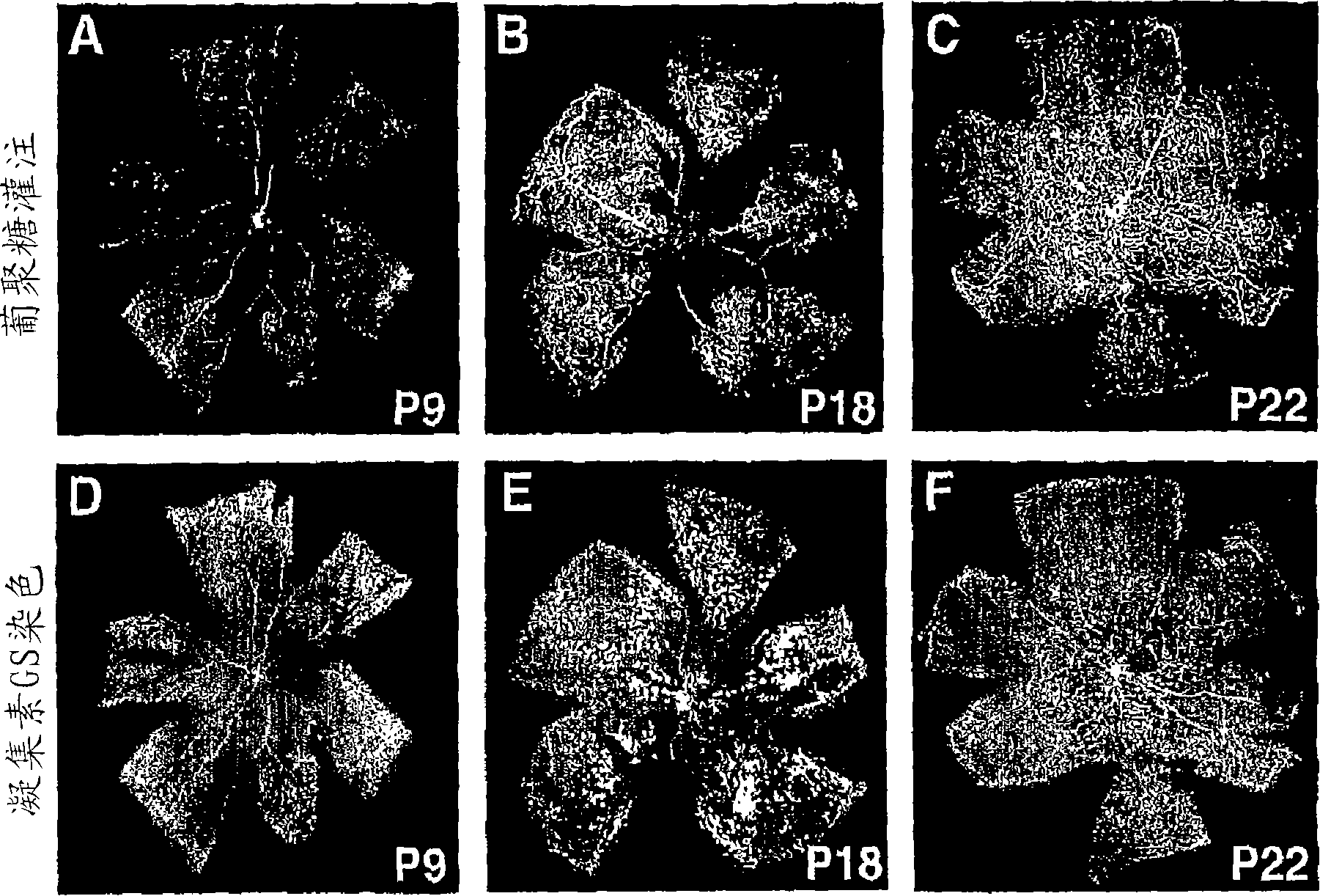 Revascularization of ischemic retinal tissue and screening method therefor