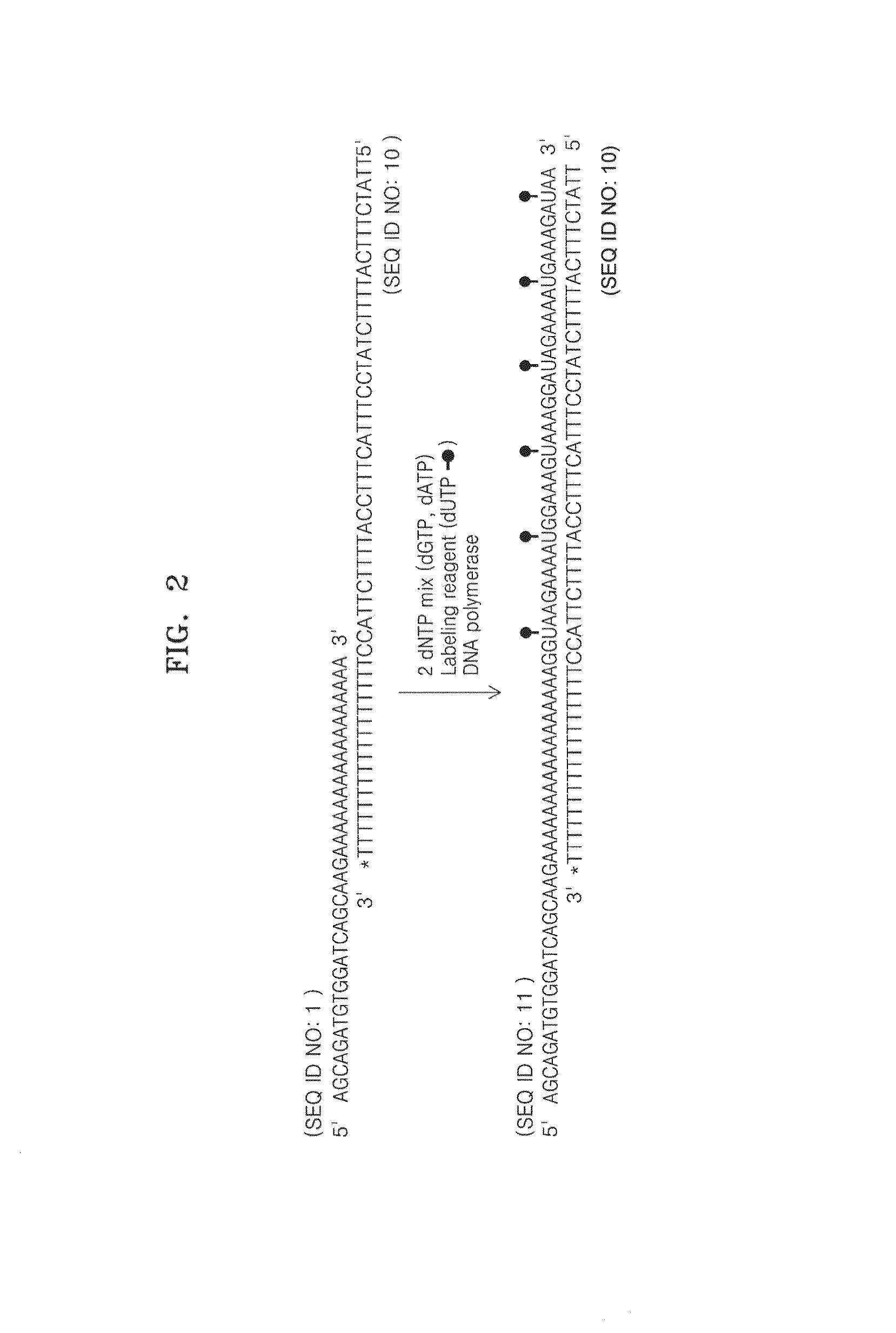 Method of labeling a target nucleic acid