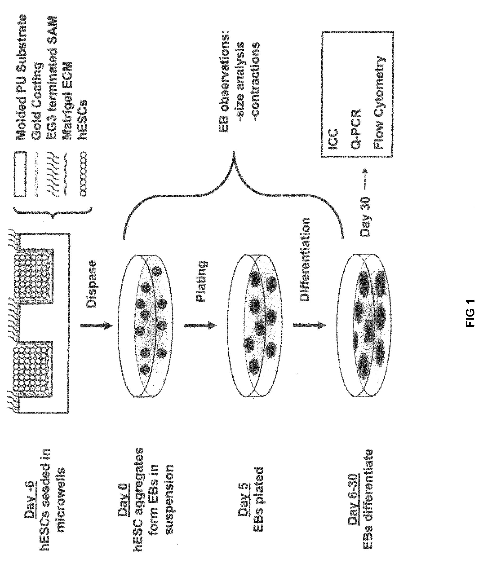 Method for culturing stem cells