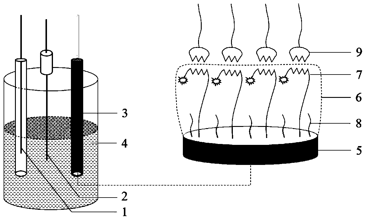 Detection method of L-arginine and sensor