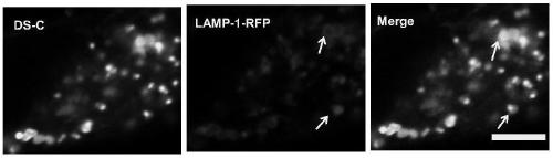 Lysosome targeted fluorescent dye based on nitrogen heterocyclic structure as well as preparation method and application of lysosome targeted fluorescent dye