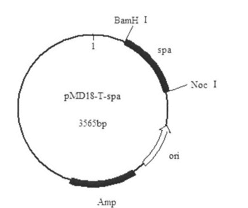 Recombinant protein A efficiently combined with IgG (Immunoglobulin G) and construction method of engineering bacterium thereof