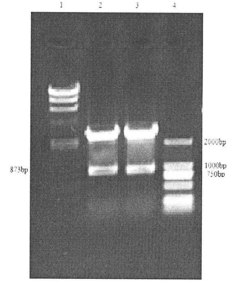 Recombinant protein A efficiently combined with IgG (Immunoglobulin G) and construction method of engineering bacterium thereof