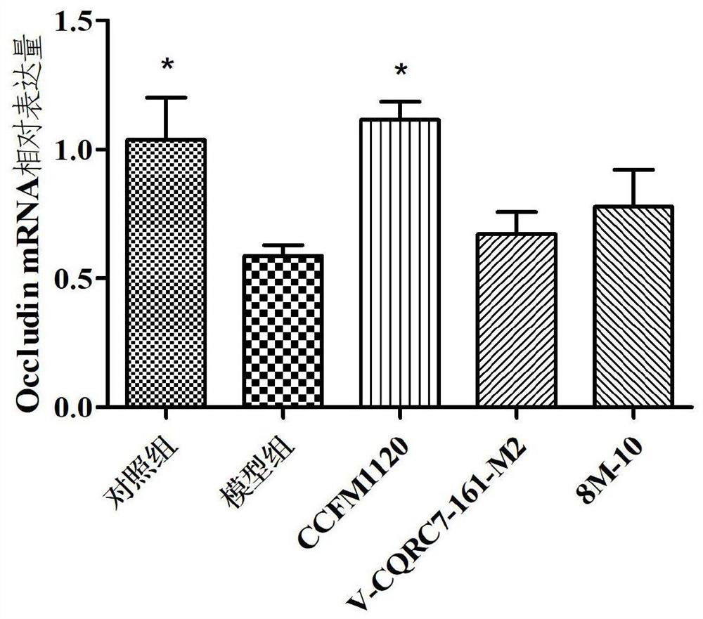 A strain of Lactobacillus paracasei capable of alleviating alcohol-induced intestinal damage and its application