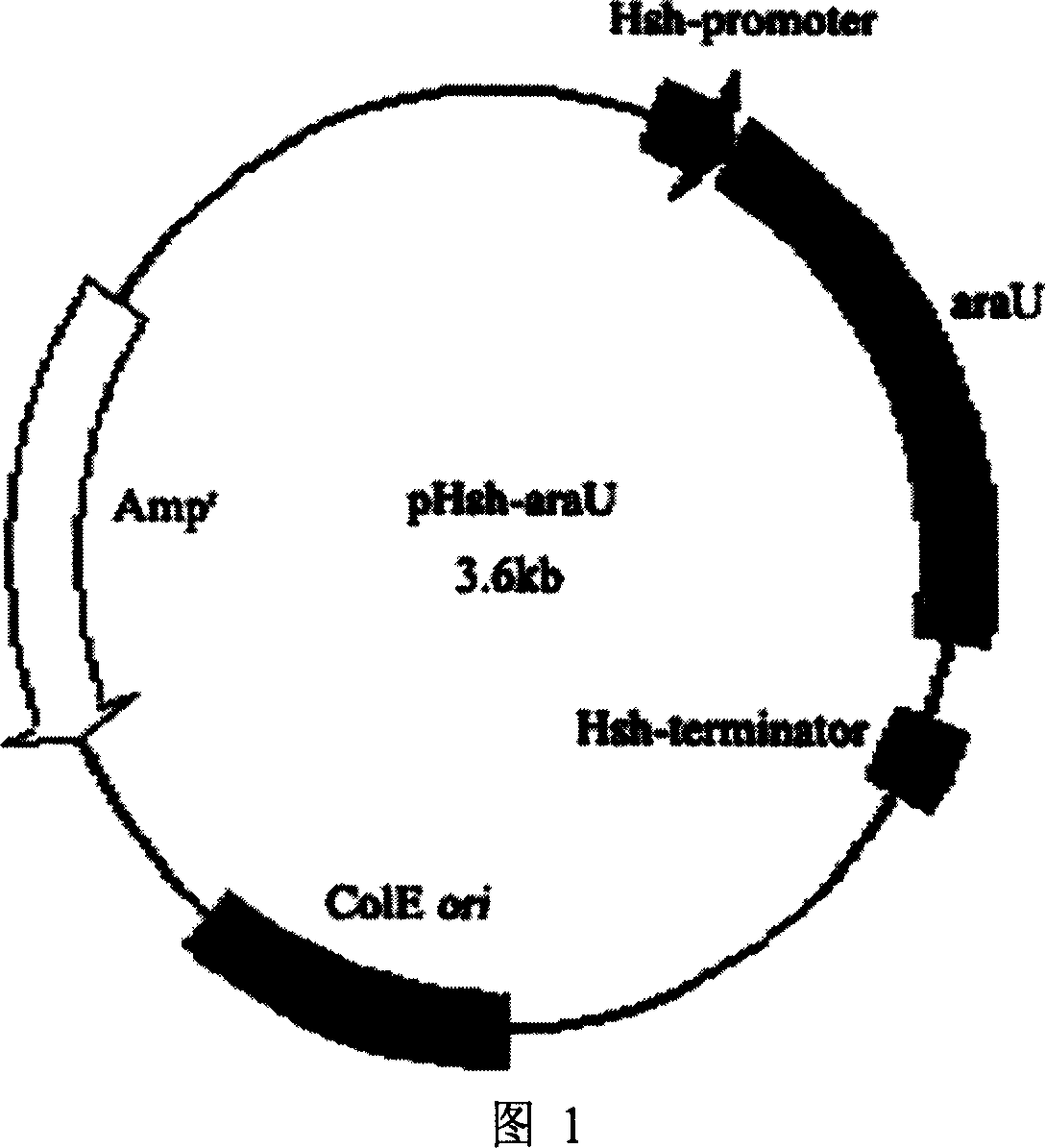 Expression and optimization method of novel arabinoside enzyme gene