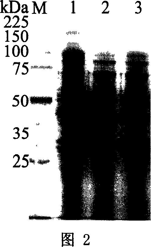 Expression and optimization method of novel arabinoside enzyme gene