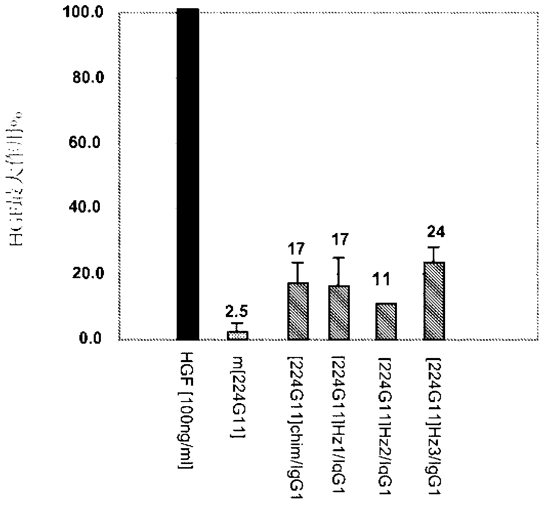 Novel anti-cmet antibody