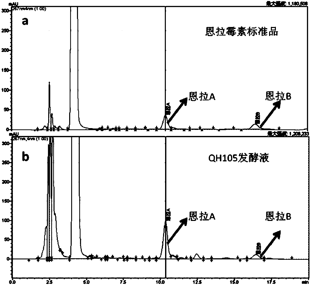 Enramycin high-yield bacterial strain and screening method thereof