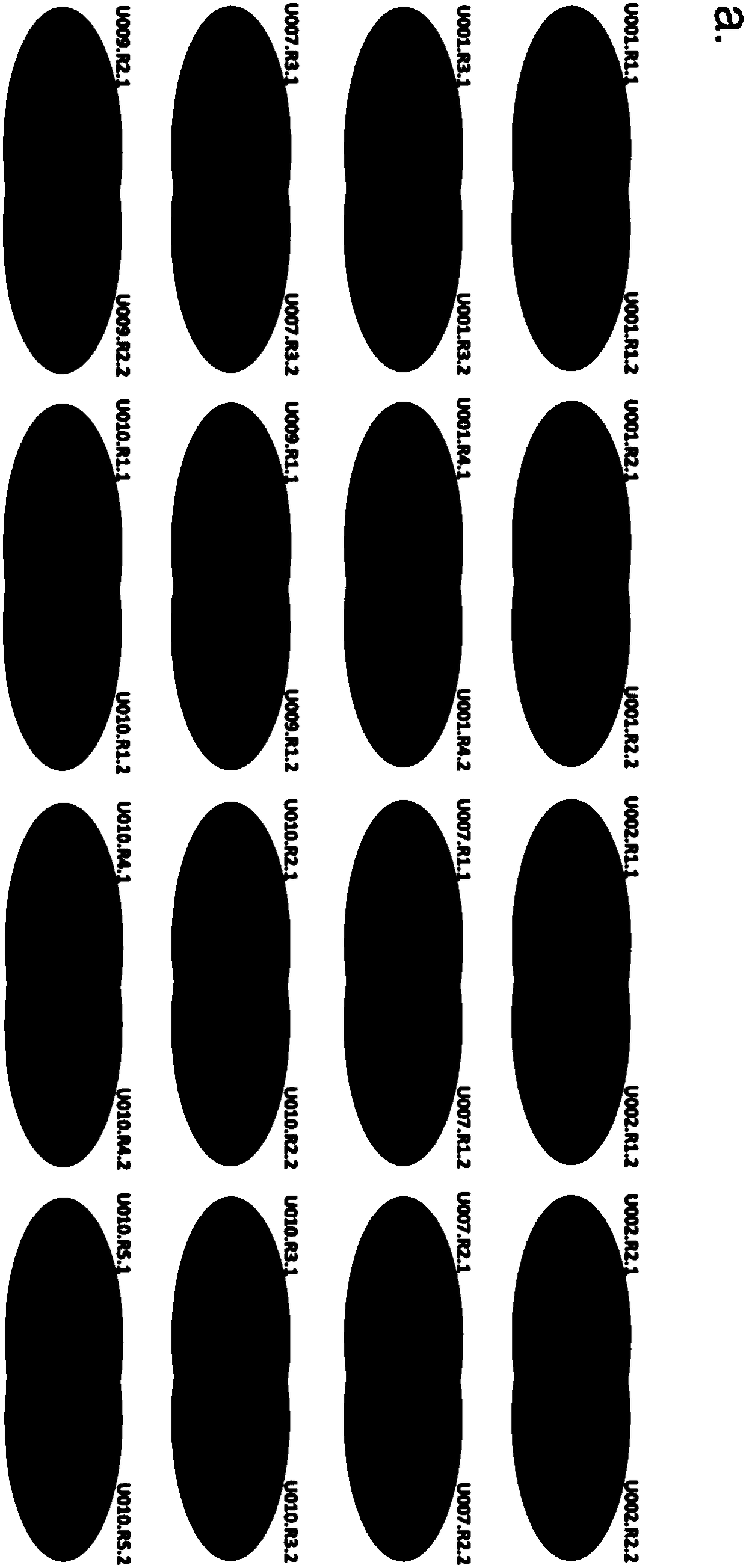 Preparation method of urinary protein and detection method for urinary proteome