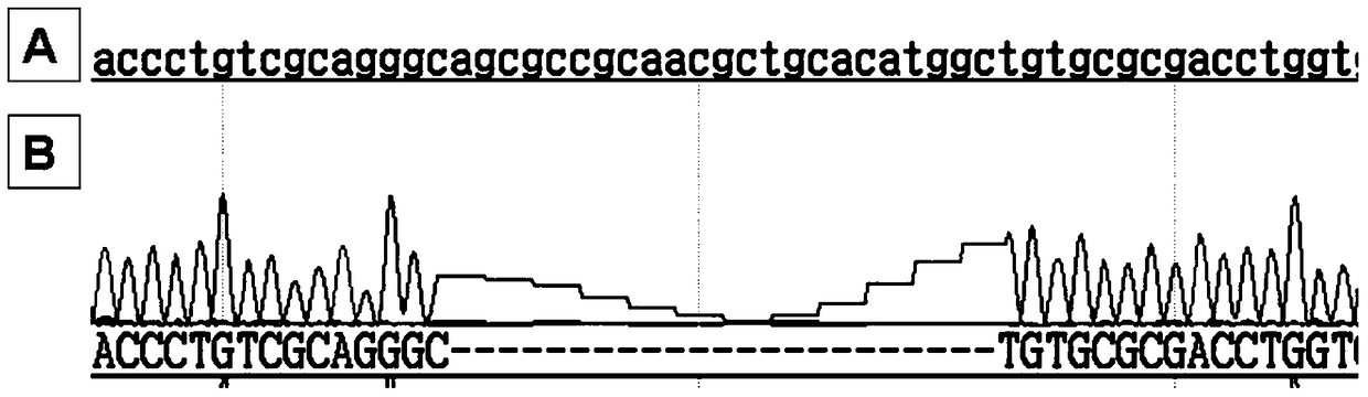 An SNP locus for detection of plaque corneal dystrophy