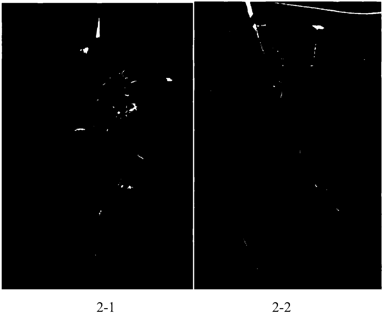 Method for inducing flowering of cassava