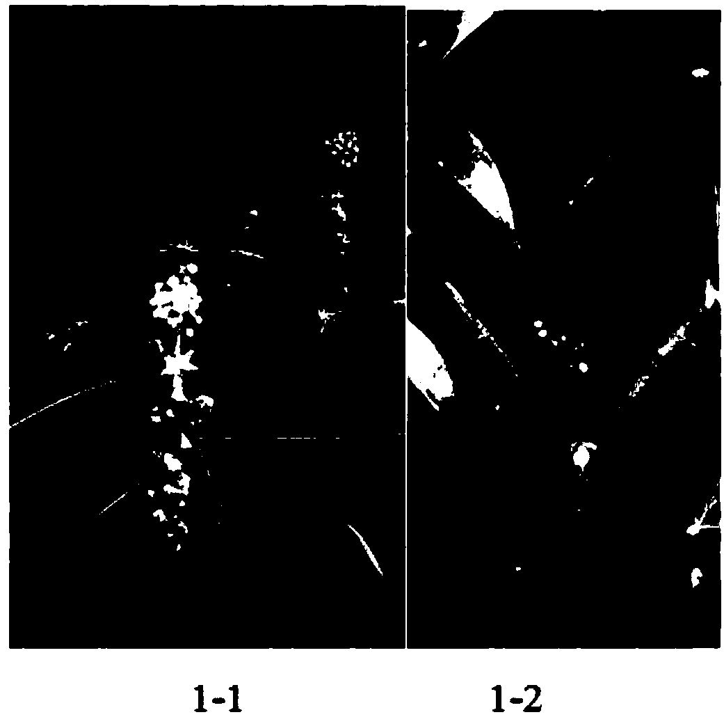 Method for inducing flowering of cassava