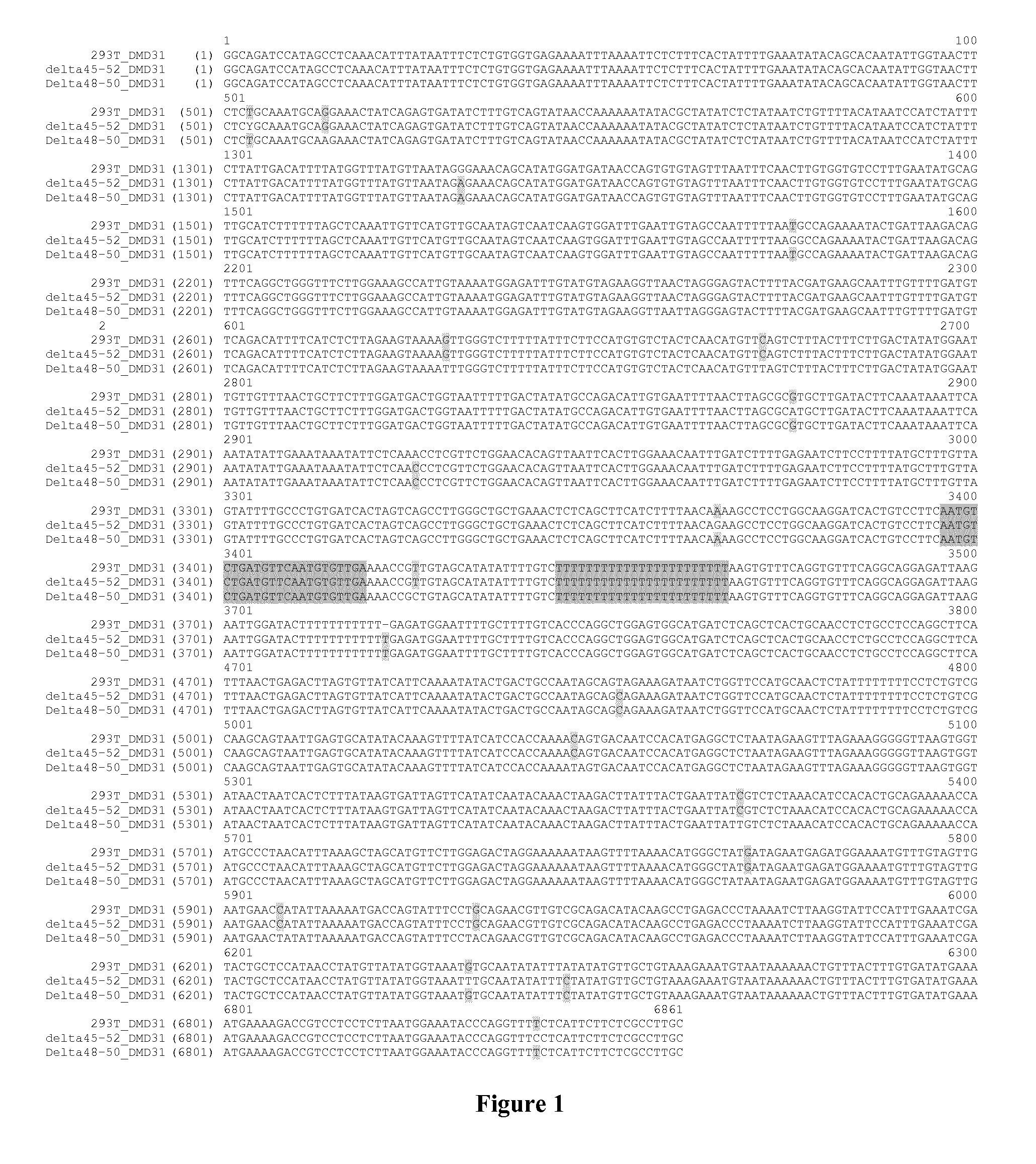 Compositions and methods for duchenne muscular dystrophy gene therapy