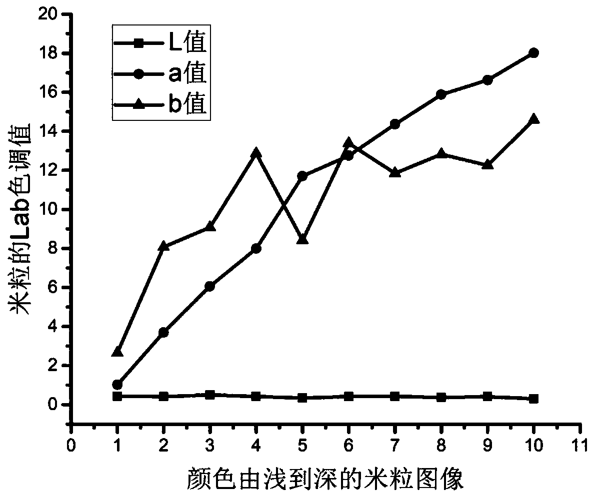 Method for rapidly detecting yellow-colored rice