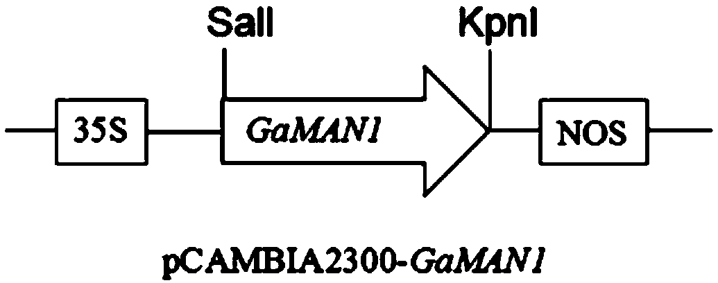 Application of cotton transcription factor GaMAN1 to plant grease metabolism regulation and control