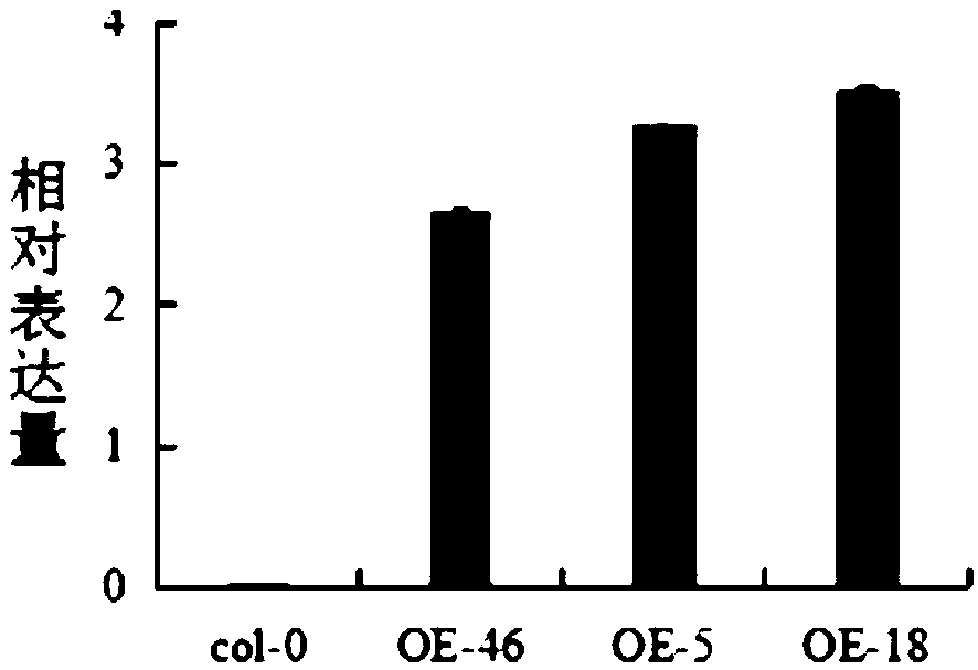 Application of cotton transcription factor GaMAN1 to plant grease metabolism regulation and control