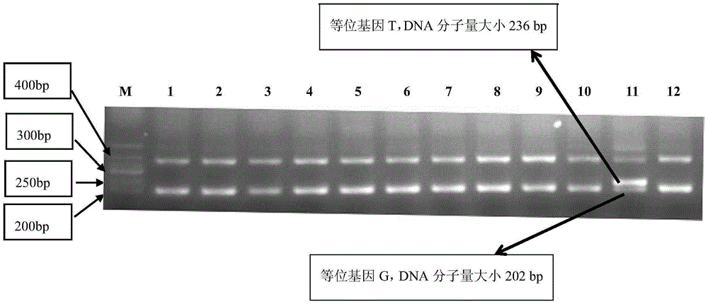 A SNP298299 marker significantly associated with soft body weight and adductor muscle weight of Pinctada martensii and its primers and applications