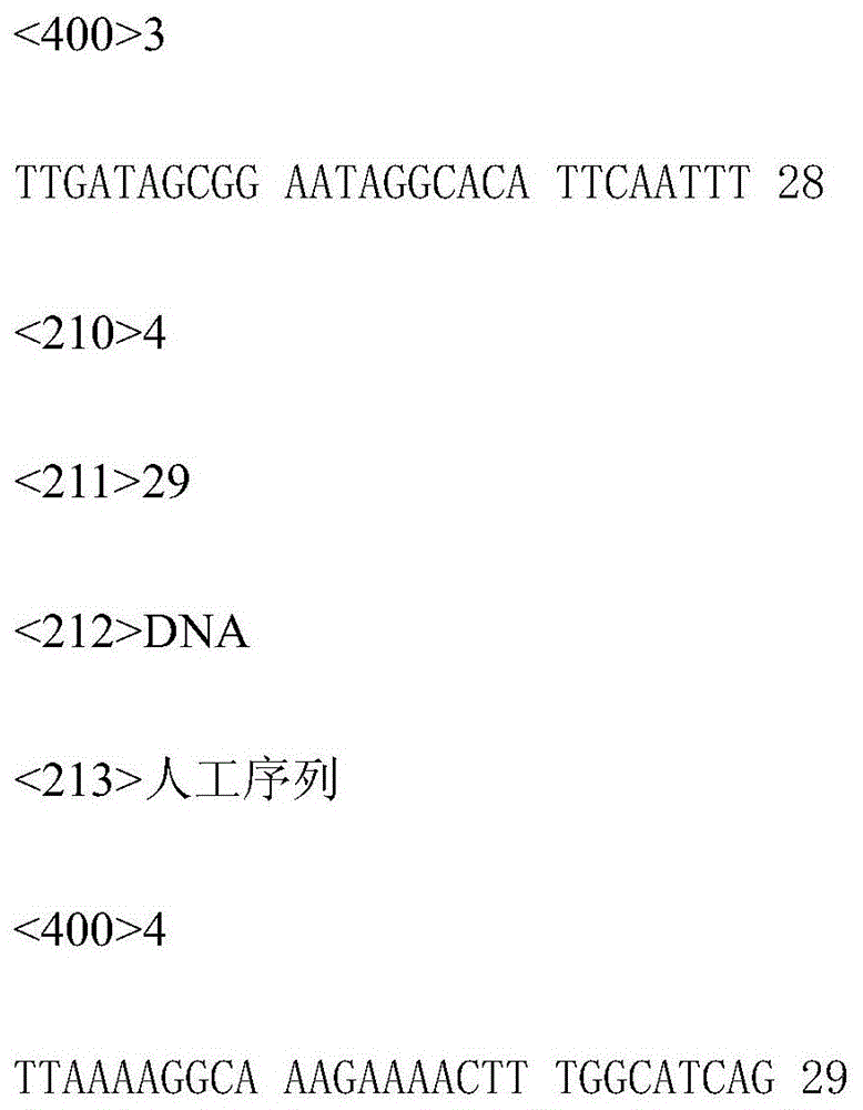 A SNP298299 marker significantly associated with soft body weight and adductor muscle weight of Pinctada martensii and its primers and applications