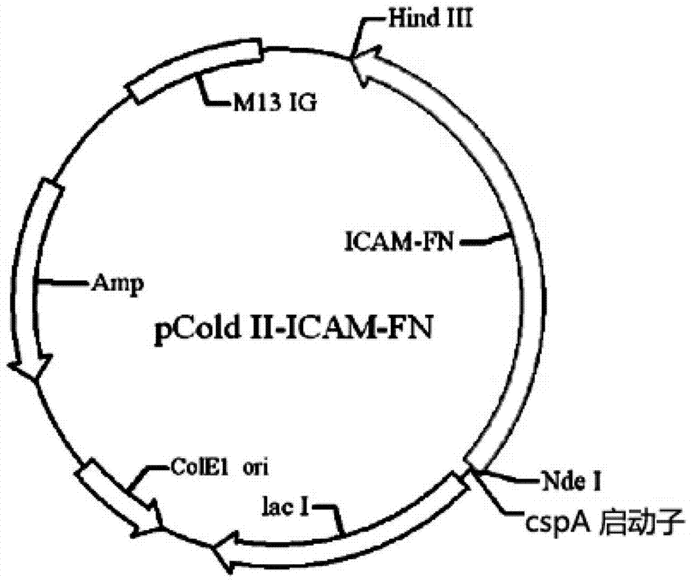 Fusion protein used for preparing human cytokine induced killer cells