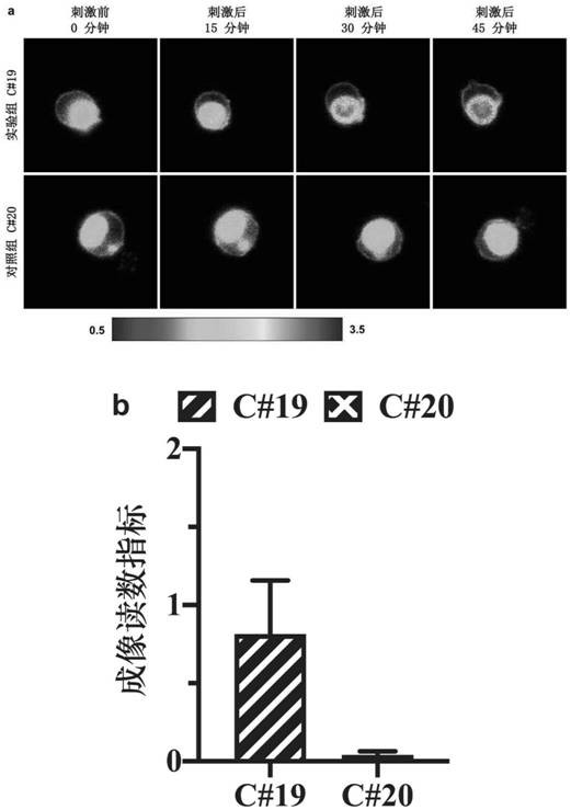 Chimeric antigen receptor and application thereof