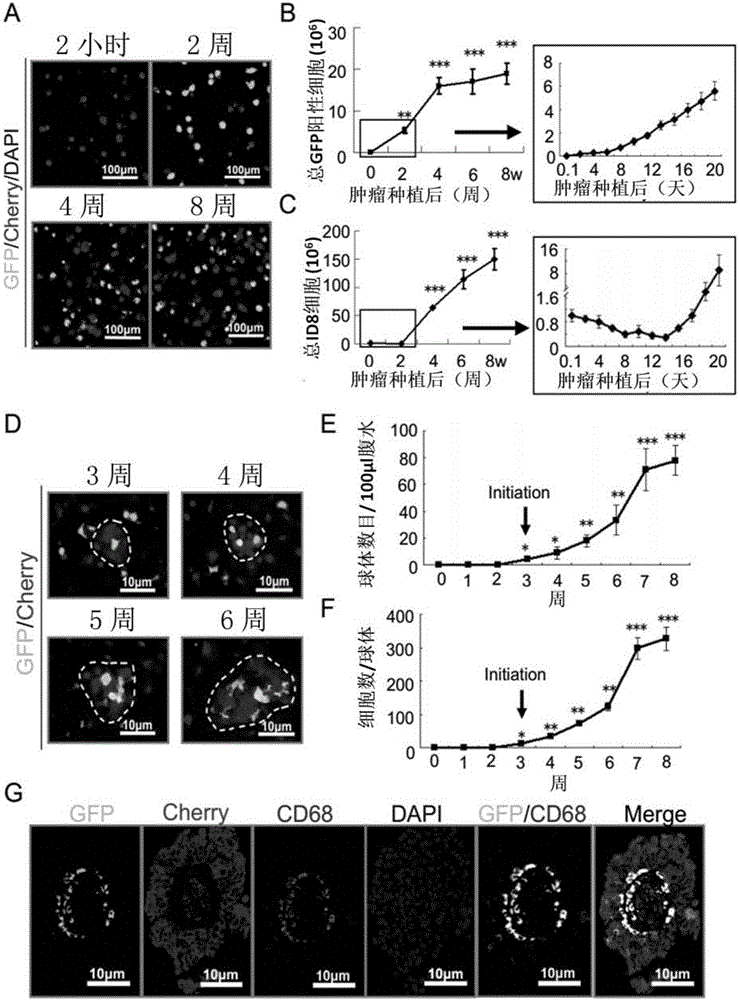 Application of ICAM-1 or alphaMbeta2 integral protein in screening of medicine for diagnosing or treating implantation metastatic cancer