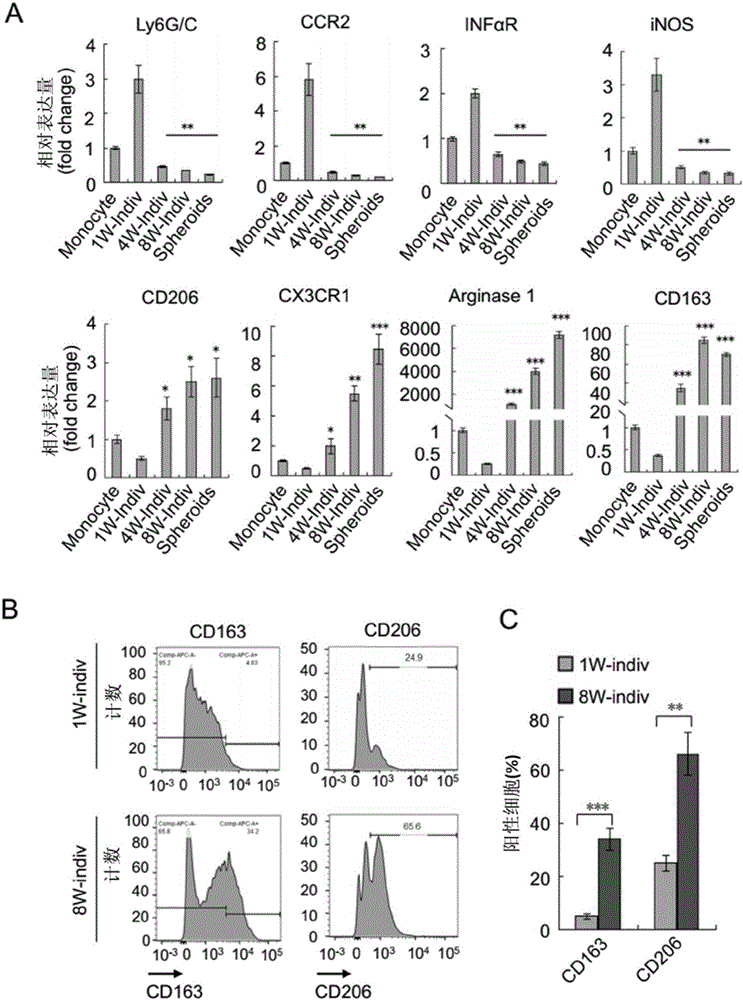 Application of ICAM-1 or alphaMbeta2 integral protein in screening of medicine for diagnosing or treating implantation metastatic cancer