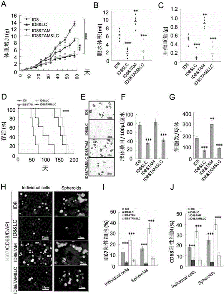 Application of ICAM-1 or alphaMbeta2 integral protein in screening of medicine for diagnosing or treating implantation metastatic cancer