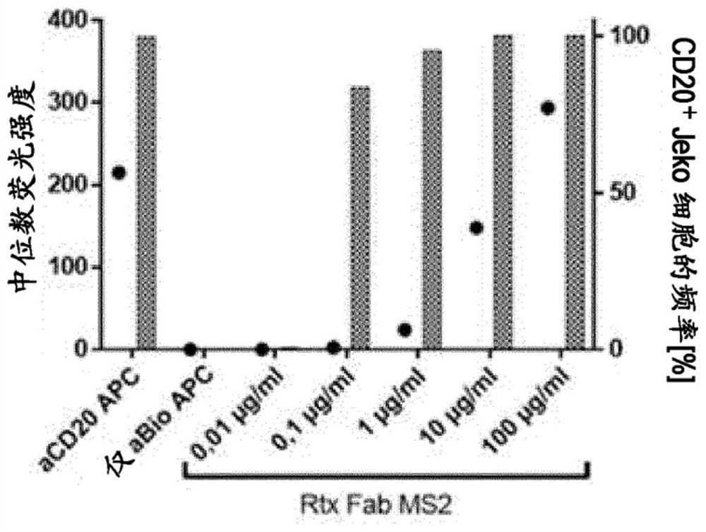 A combination of compositions for elimination and enhanced engraftment of hematopoietic stem cells in the bone marrow of a subject