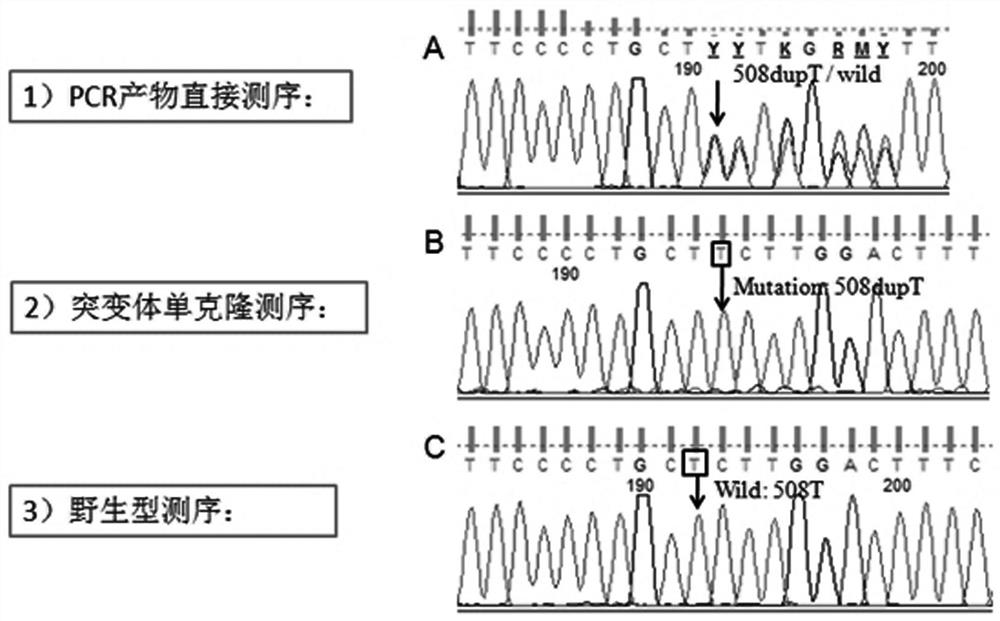 Para-bombay phenotype FUT1 508dupT allele as well as detection method and application thereof