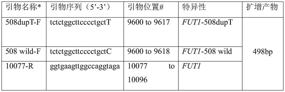 Para-bombay phenotype FUT1 508dupT allele as well as detection method and application thereof