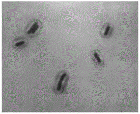 A strain antagonizing the pathogenic bacteria of jujube fruit shrinkage disease and its application