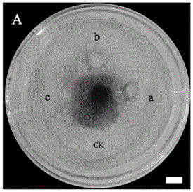 A strain antagonizing the pathogenic bacteria of jujube fruit shrinkage disease and its application