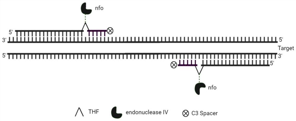 Specific selective amplification and multiplex PCR method and application