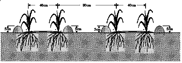 Film mulching and ridging salt-tolerance planting method for sweet sorghum in coastal beach saline-alkali soil