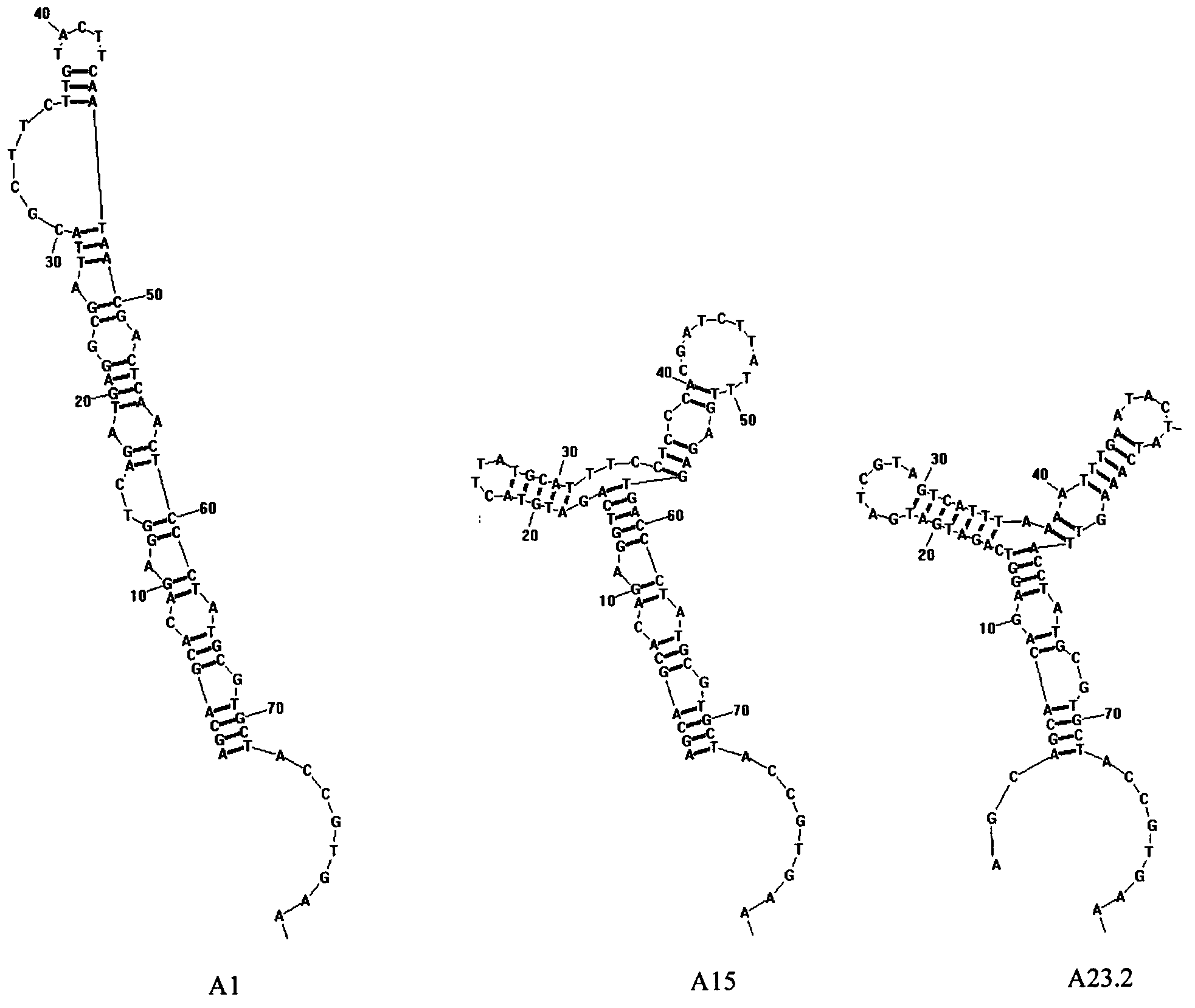 Nucleic acid aptamers for specifically recognizing Staphylococcus aureus enterotoxin A