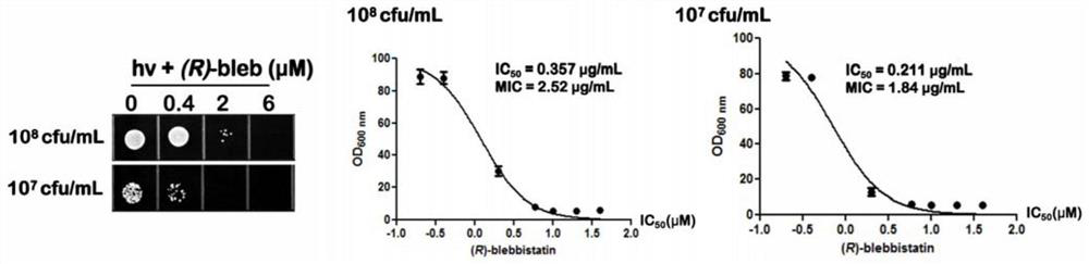 Application and method of killing drug-resistant bacteria with blebbistatin analogs activated by blue light