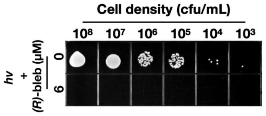 Application and method of killing drug-resistant bacteria with blebbistatin analogs activated by blue light