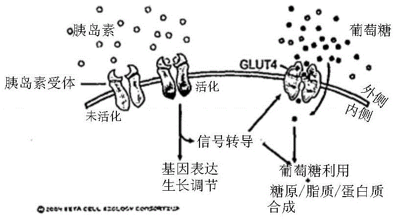 Method for producing a plant extract from desmodium and its extract