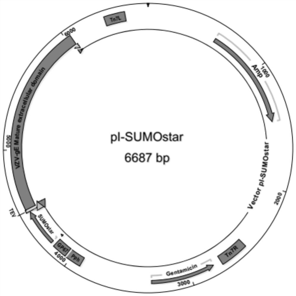 VZV infection diagnosis and detection kit based on chemiluminescence immunoassay