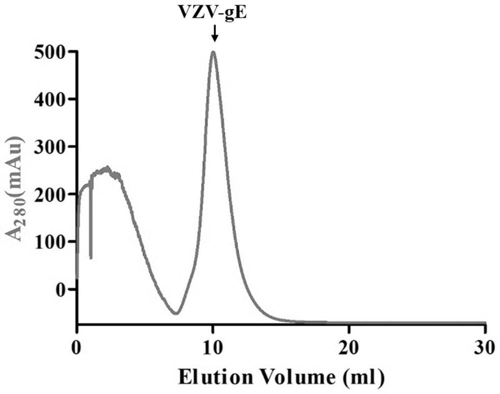 VZV infection diagnosis and detection kit based on chemiluminescence immunoassay