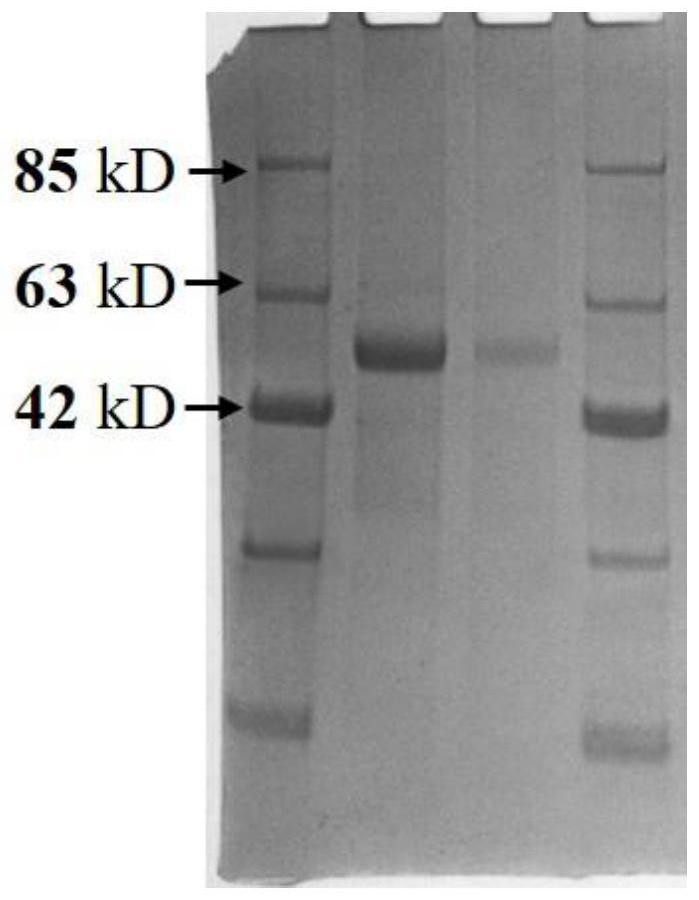 VZV infection diagnosis and detection kit based on chemiluminescence immunoassay