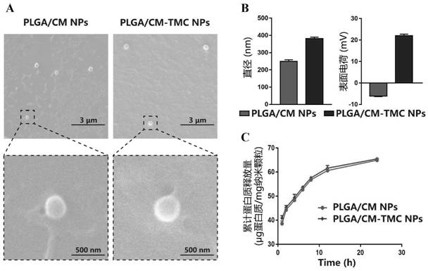 Nano-drug based on stem cells as well as preparation method and application of nano-drug