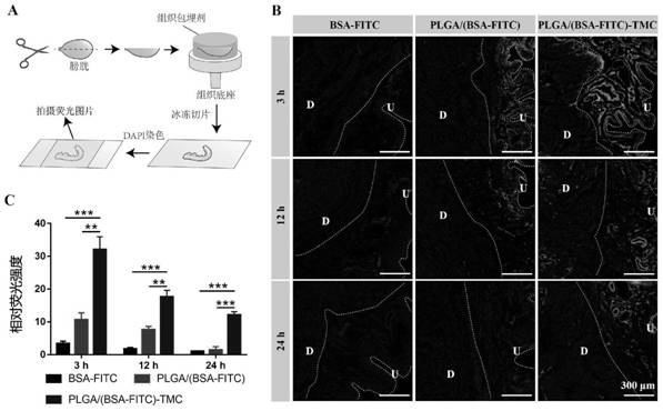 Nano-drug based on stem cells as well as preparation method and application of nano-drug