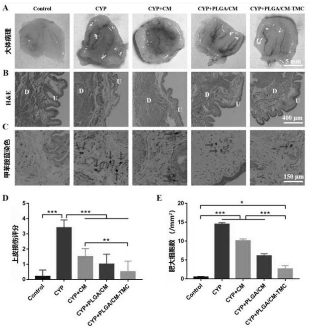 Nano-drug based on stem cells as well as preparation method and application of nano-drug